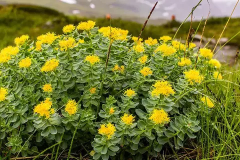 Rosenwurz wächst auf kargem Boden